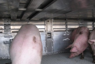 Тонар-9826-0000010 Полуприцеп - скотовоз для перевозки свиней в три яруса